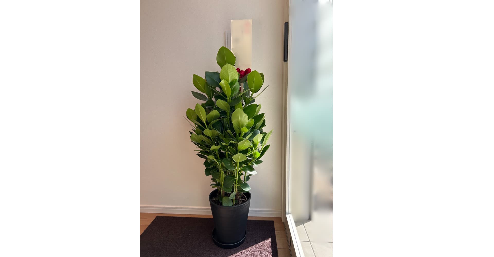 観葉植物